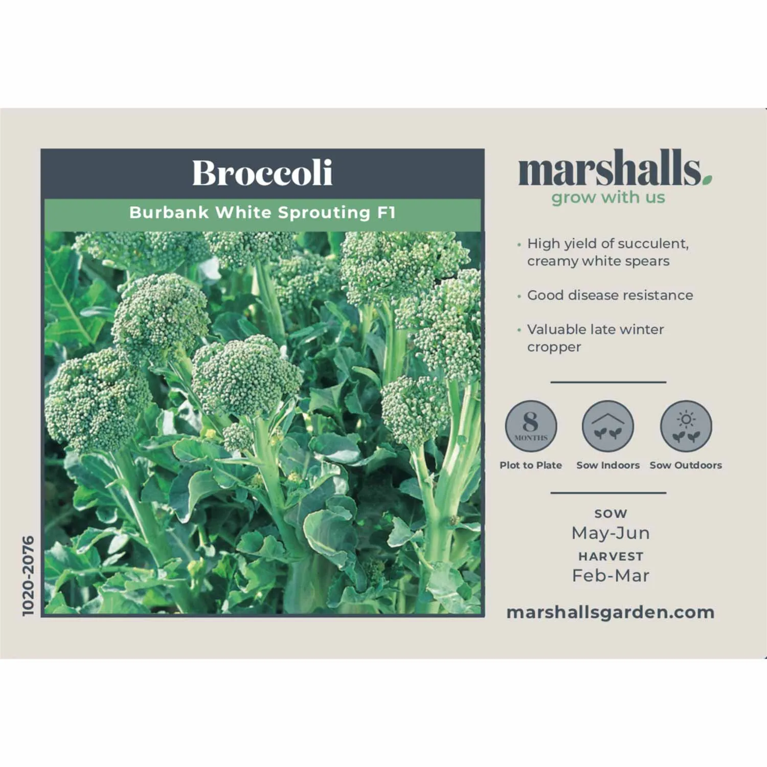 Broccoli Seeds 'White Sprouting Burbank' F1