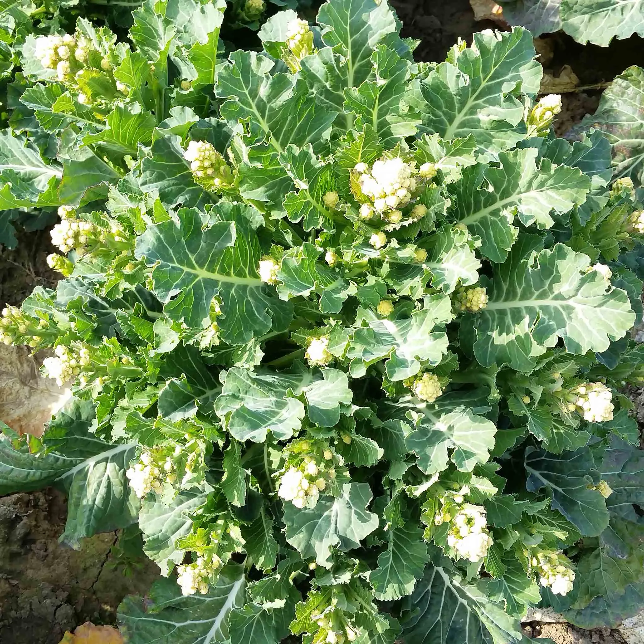 Broccoli Seeds 'White Sprouting Burbank' F1