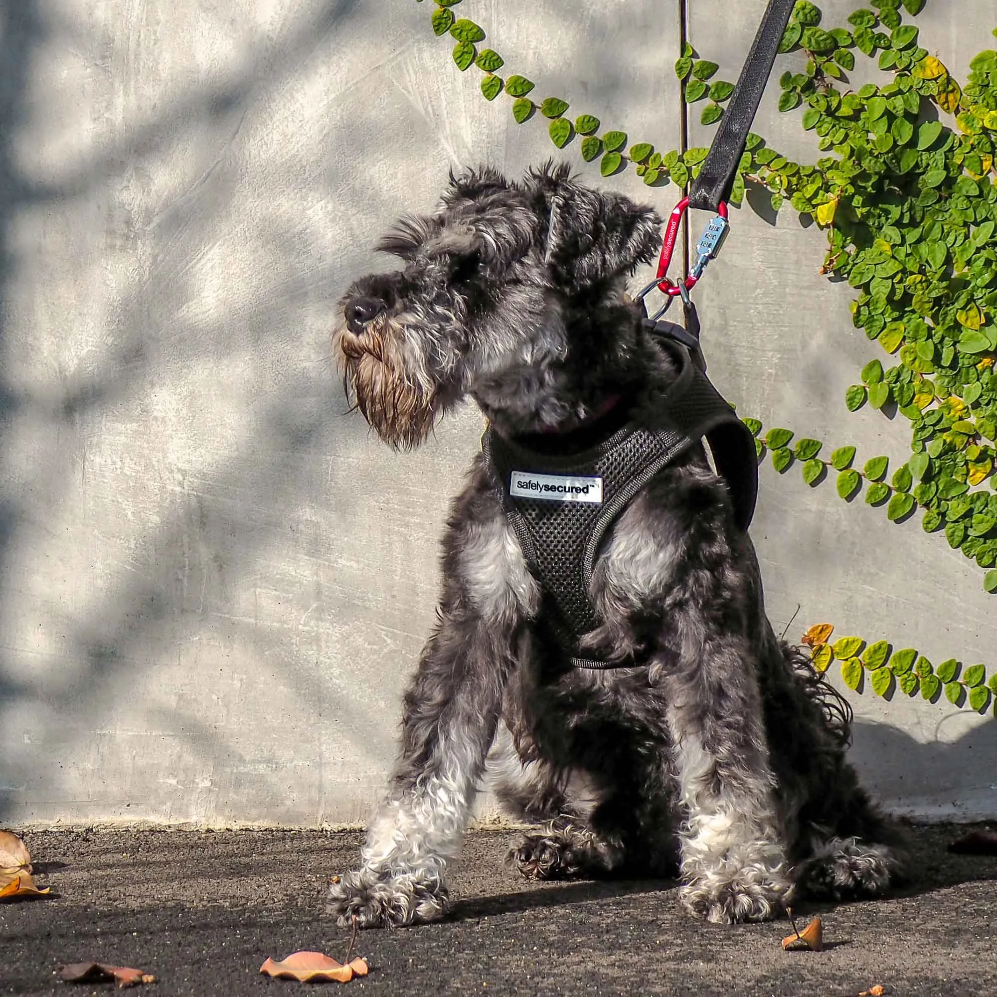 Safely Secured Anti-Theft Lockable Dog Leash