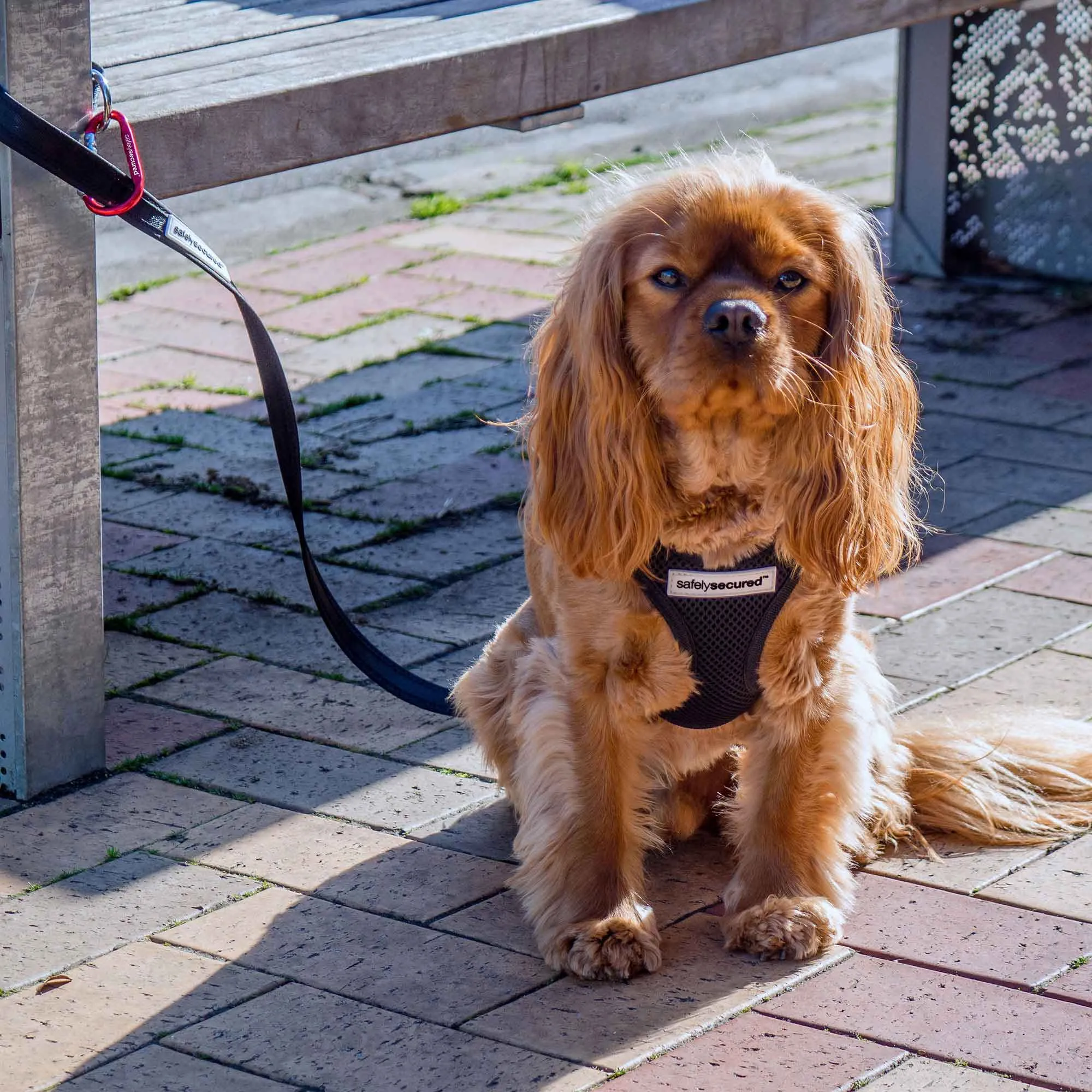 Safely Secured Anti-Theft Lockable Dog Leash